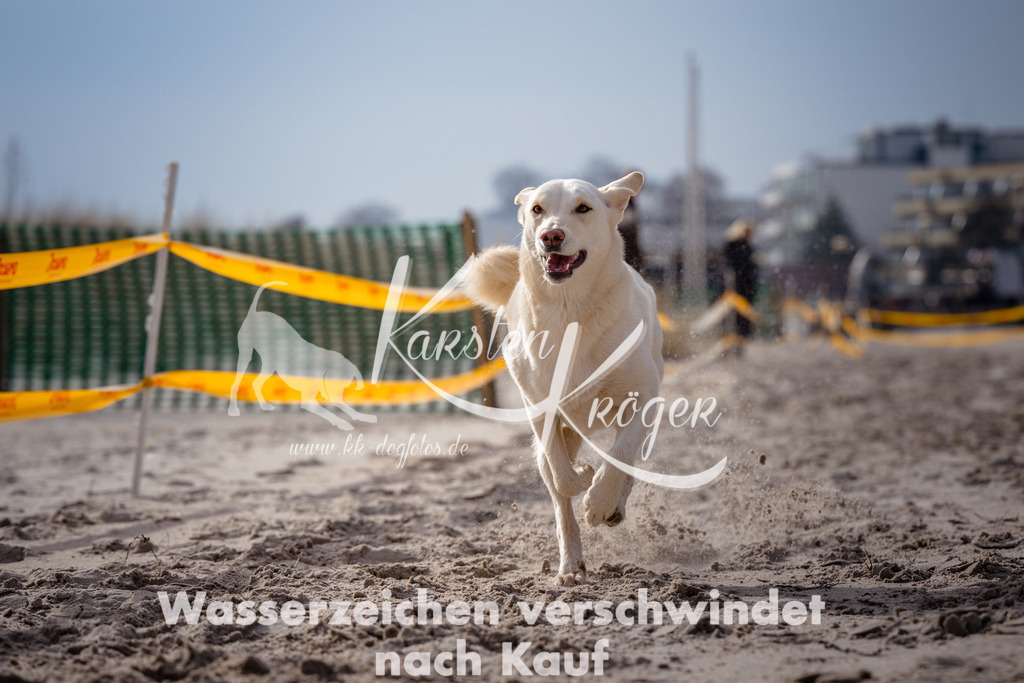 1328_ZZ99279 | kk-dogfotos