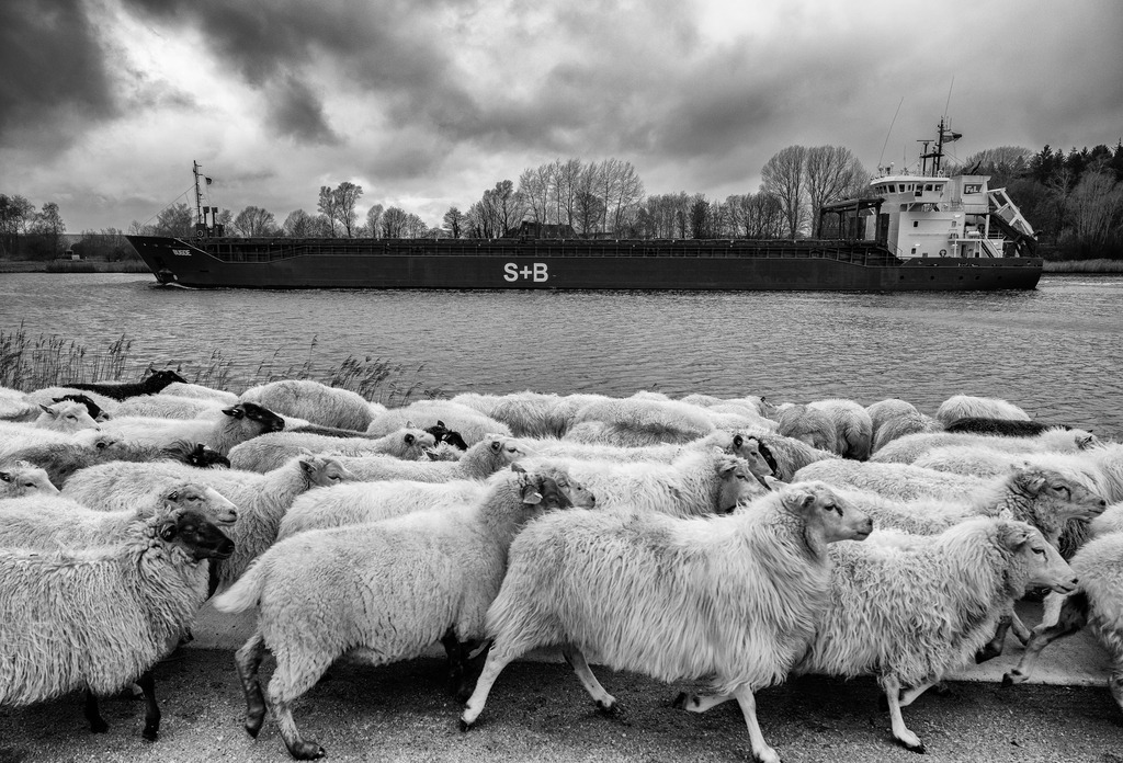 wanderschaefereien-schleswig-holstein-047 | Vom Flugplatz Schachtholm geht es zur nächsten Weidefläche bei der Lotsenstation Rüsterbergen am Nord-Ostsee-Kanal. - Realisiert mit Pictrs.com