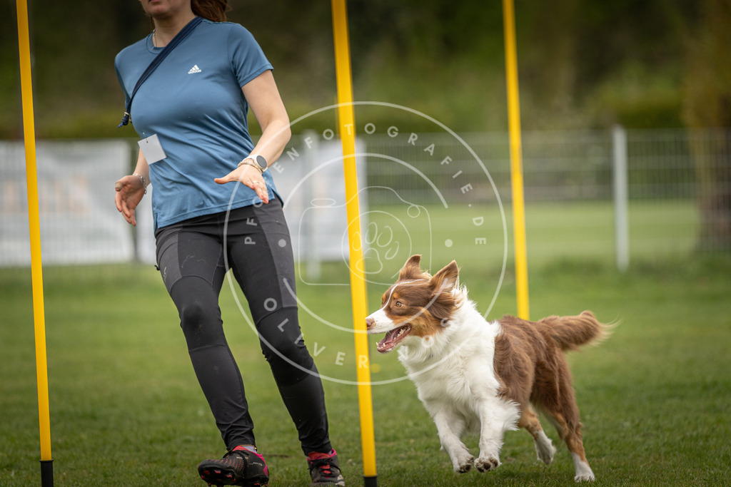 Pfotenfotografie_DV3A0266 | Hundefotografie, Tierfotograf, Pfotenfotografie, Fotoshooting Hund, Hunde Portrait, Hundesport, Hundeportraits, Heideshooting, Hunde, Sportfotograf, Hundefotograf, Turnierhundsport, THS,  - Realisiert mit Pictrs.com