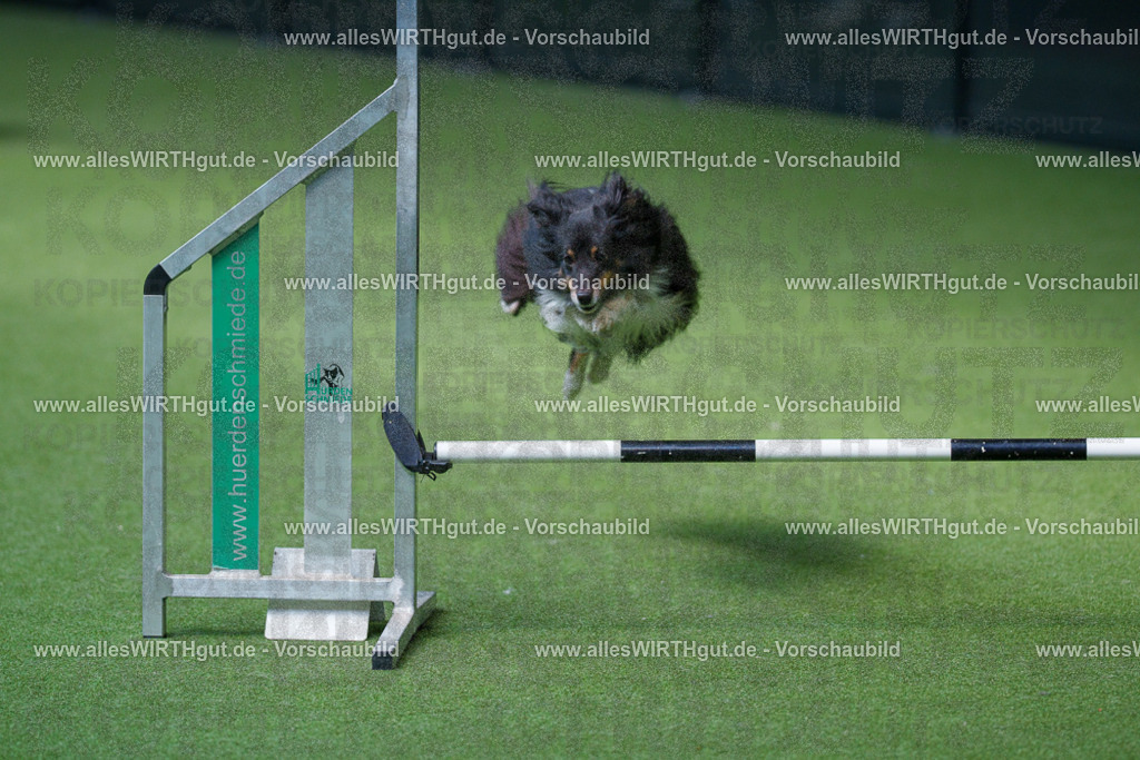 @allesWIRTHgut_Tierfotografie - www.allesWIRTHgut.de - 2604251404-7R504651 | Professionelle Tierfotografie in Mönchengladbach von Daniel Wirth (allesWIRTHgut). Liebevolle & natürliche Bilder von Hunden & Katzen für unvergessliche Erinnerungen.