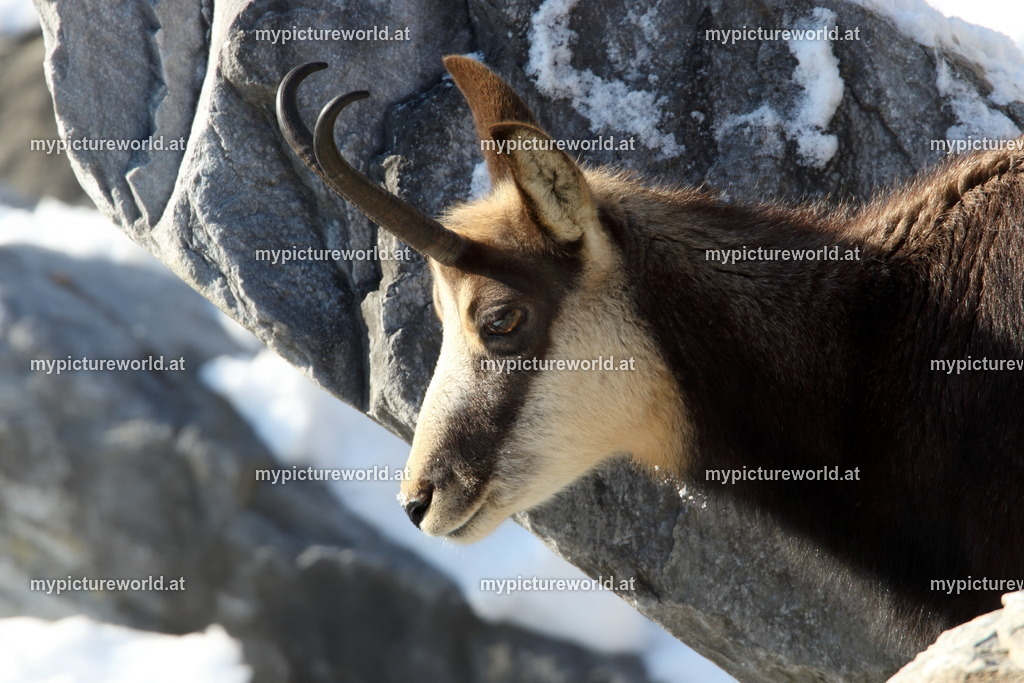 Gämse-026 | Das Bilderarchiv über Tiere, Planzen und Landschaften. In der Bilddatenbank finden Sie ein große Auswahl an hochwertigen Bilder für Ihre Werbung - Realisiert mit Pictrs.com