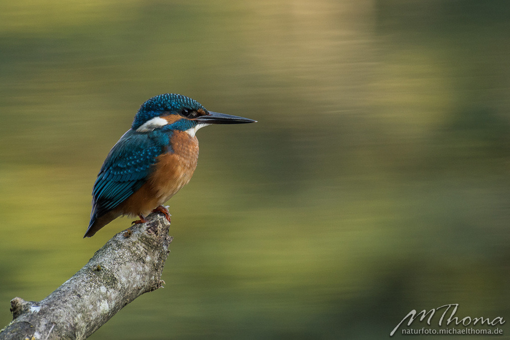 Eisvogelmännchen | Dies ist der Online-Shop von naturfoto.michaelthoma.de. Ich bin leidenschaftlicher Naturfotograf und fotografiere von der Andromedagalaxie bis zum Zwergtaucher, von der Ameise bis zum Orionnebel alles was mit Natur zu tun hat. Hier kann eine Auswahl meine - Realisiert mit Pictrs.com
