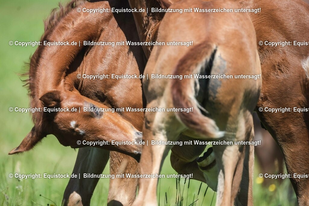 20210617_Fohlen_0150 | Foto: Thomas Hartig