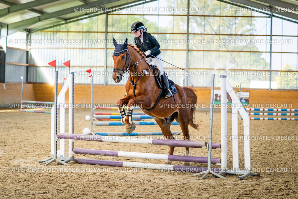 DSC01316 | Pferdegrafie