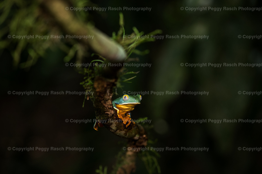 Frösche (16) | PeggyRaschPhotography - Realisiert mit Pictrs.com