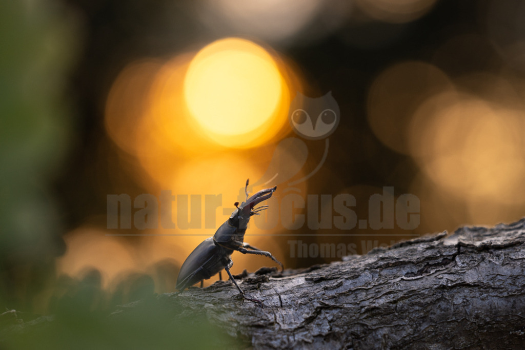 R5NF9740-20230621 | Der Hirschkäfer ist ein Käfer aus der Familie der Schröter. Er gehört zu den größten und auffälligsten Käfern in Europa. Seinen Namen erhielt der Hirschkäfer aufgrund der bei den Männchen geweihartig vergrößerten Mandibeln. - Realisiert mit Pictrs.com