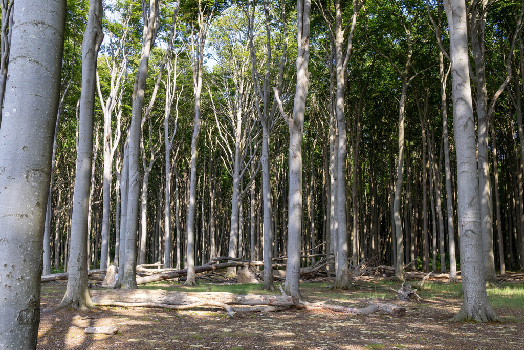 Ostsee (7) | hgt-foto