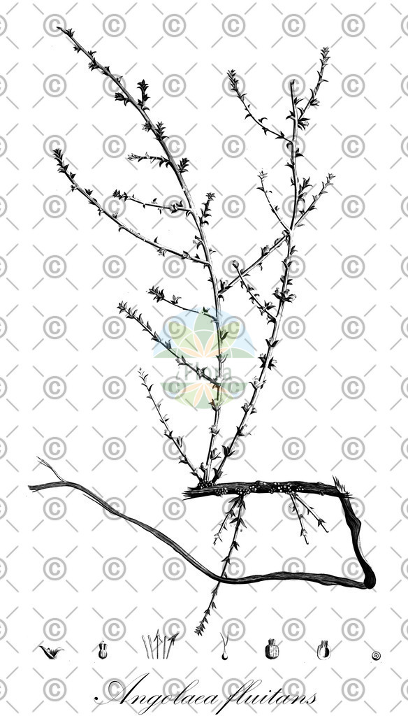 HistAbb_wfo-0000536542_431_ENZY_Simple | Historische Abbildung von Angolaea fluitans - Podostemaceae | Historical Illustration of Angolaea fluitans - Podostemaceae