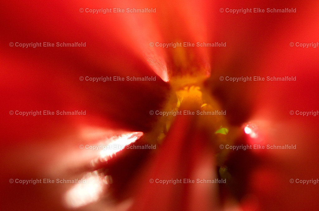 Bluetenreise-Rot-07 | Elke Schmalfeld - Realisiert mit Pictrs.com