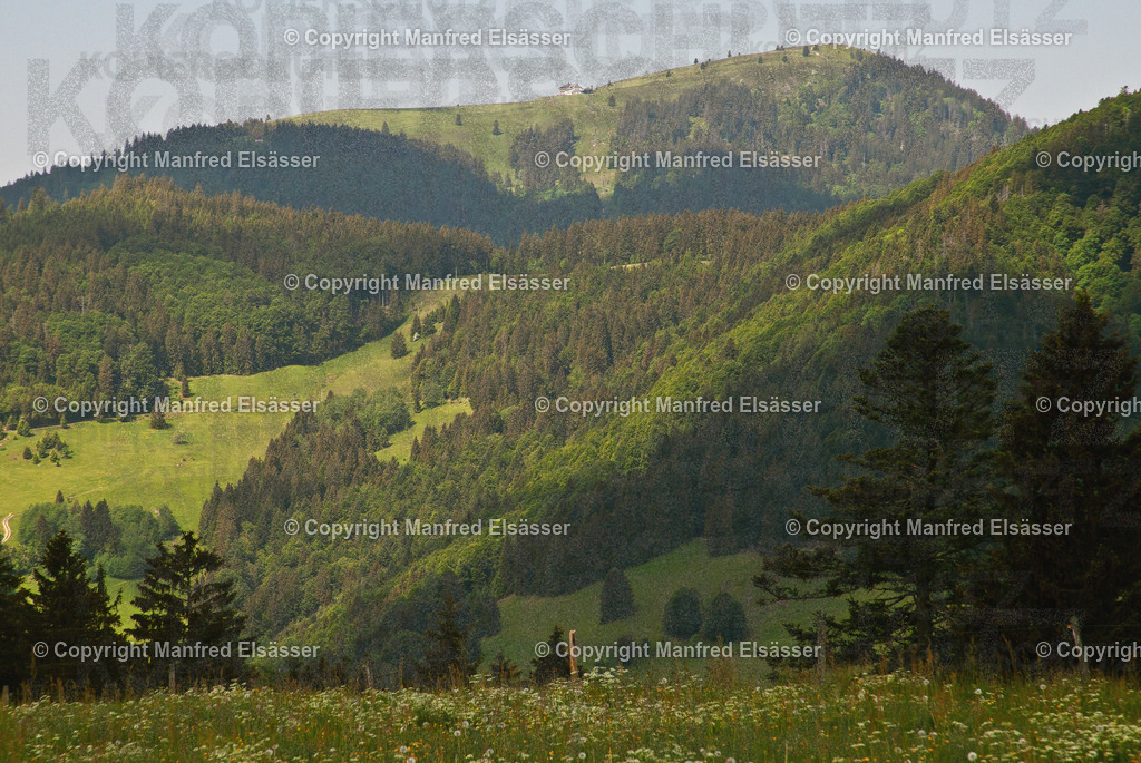 260527-069N | Wald, Ruhe, Erholung, Abschalten, relaxen, Augenoasen, Kraft tanken, Waldbaden, Stress reduzieren, Bäume, Kirschblüten, Frühlingswald, Sonne im Wald, Licht im Wald, Herbstwald, Waldwege, Gebirgswald, Wasser im Wald, Felsen im Wald, - Realisiert mit Pictrs.com
