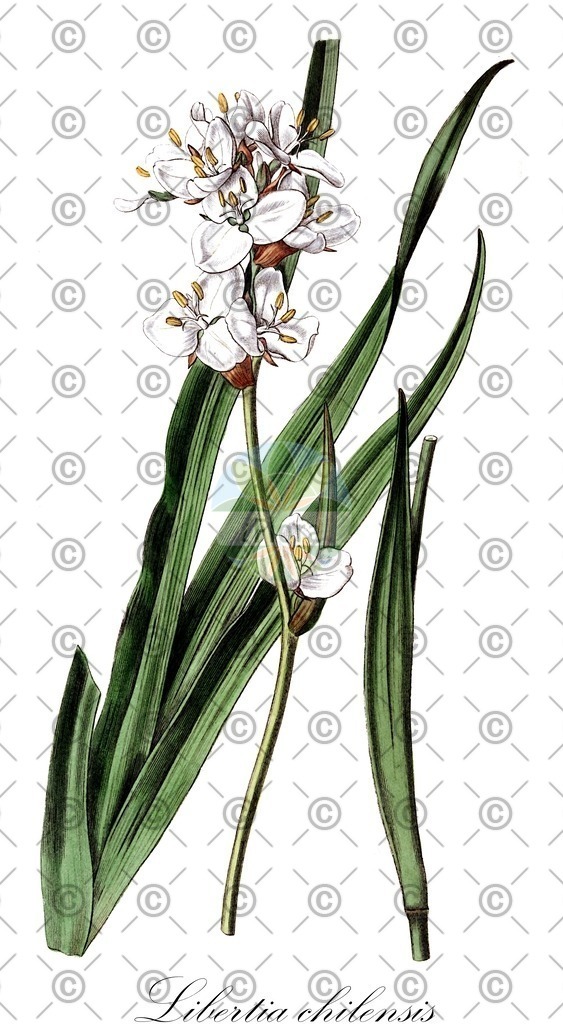 HistAbb_wfo-0000784592_1_ENZY_Simple | Historische Abbildung von Libertia chilensis - Iridaceae | Historical Illustration of Libertia chilensis - Iridaceae