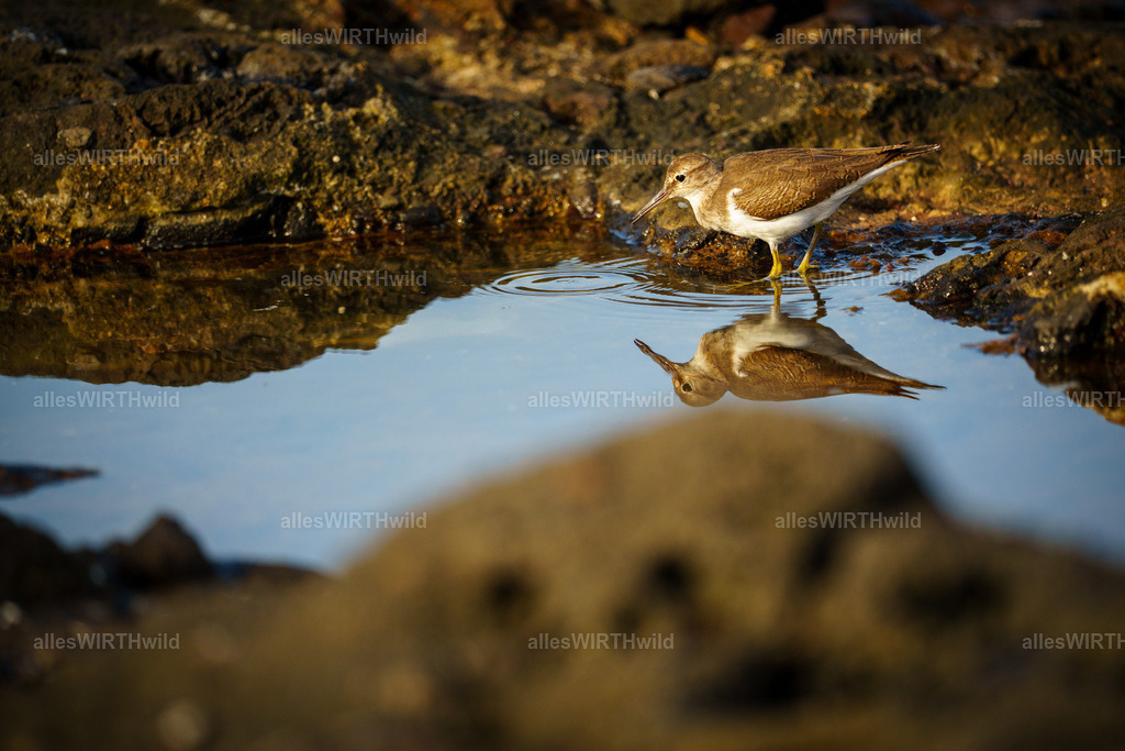 allesWIRTHgut Tierfotografie - allesWIRTHgut.de - 7IV01559 | Entdecke die faszinierende Welt der Natur- und Wildlife-Fotografie von Daniel und Bärbel. Inspirierende Bilder von wilden Tieren und kleinen Naturwundern.