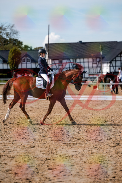 2026_10_03_Siefer-Hof_132843_Z63_89821259 | Professionelle Reitsport-, Turnier- und Eventfotografie von Robert Broda. Galerien mit ausgewählten und bearbeiteten Bildern direkt online ansehen und bestellen.