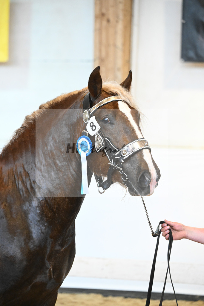 Kat-Nr. 8 v. Valegro_Glonecker_6240195 | hf-fotografie - Realisiert mit Pictrs.com