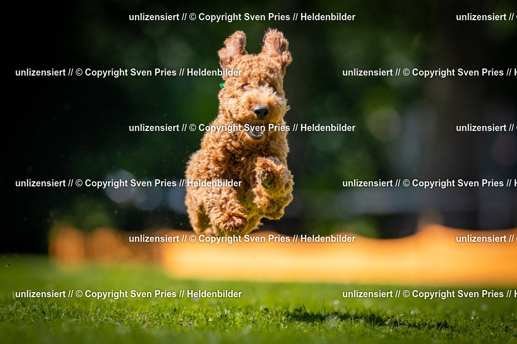 Sven Pries | 2025-08-10 - Hunderennen Durlach - Realisiert mit Pictrs.com