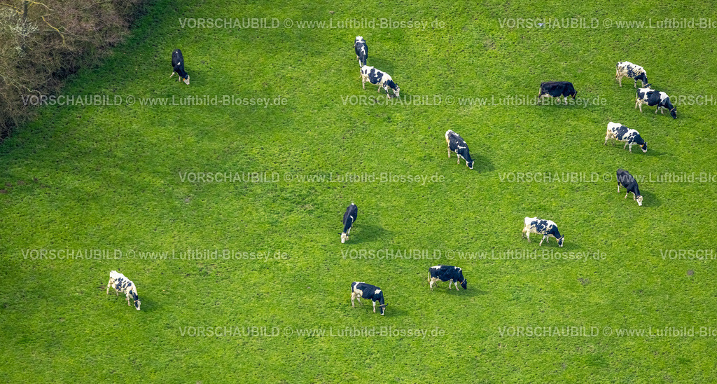 Emmerich230300407 | Luftbild, Grasende Kühe auf einer Weide, Borghees, Emmerich am Rhein, Niederrhein, Nordrhein-Westfalen, Deutschland