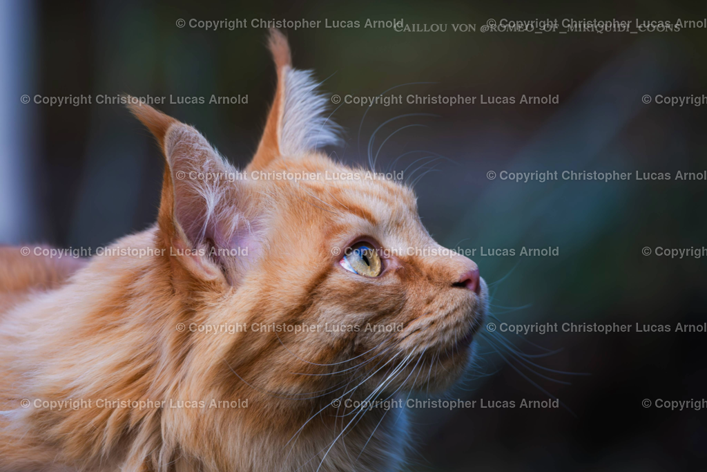 0011 | bildkomponist - Realisiert mit Pictrs.com