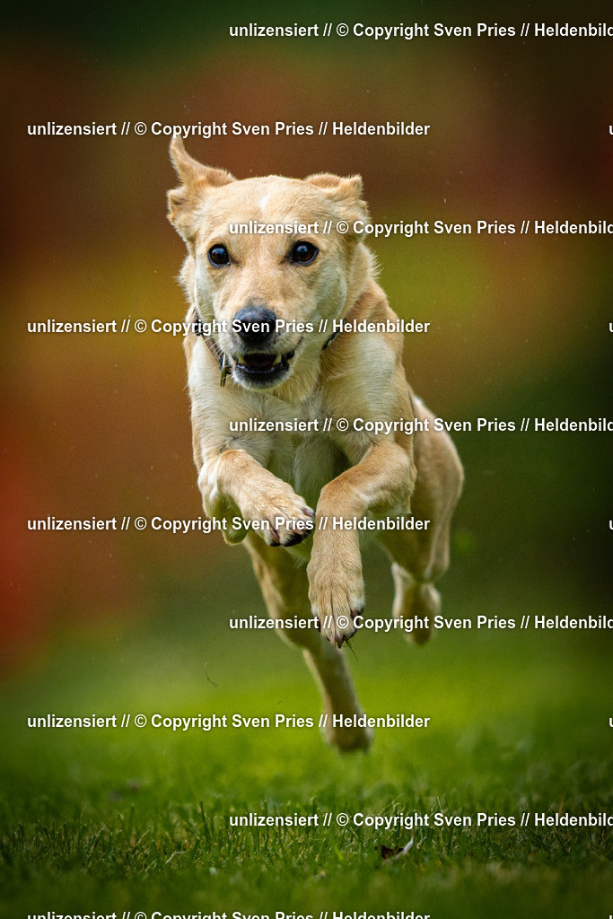 Sven Pries | 2025-09-21 - Hunderennen Baden-Oos - Realisiert mit Pictrs.com