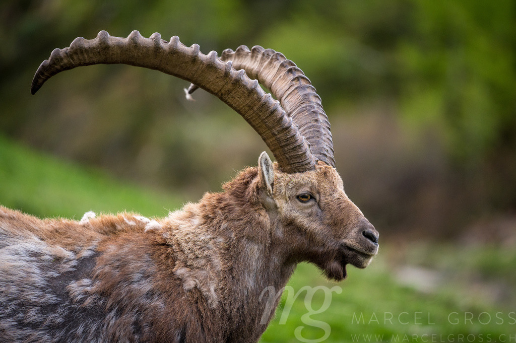 Portrait eines männlichen Alpensteinbock an Hang im Engadin | Die ideale Geschenkidee für Naturliebhaber. Naturbilder von Marcel Gross Photography für ihr Zuhause in den verschiedensten Formaten und Materialien. - Realisiert mit Pictrs.com