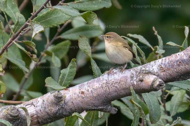 201762 | Tierfotografie, Tierkalender, Tierbilder, Insekten, Spinnen, Vögel, Schmetterling, Libellen, Leinwand, Colorkey, Qualität, Geschenkartikel, Geschenk - Realisiert mit Pictrs.com