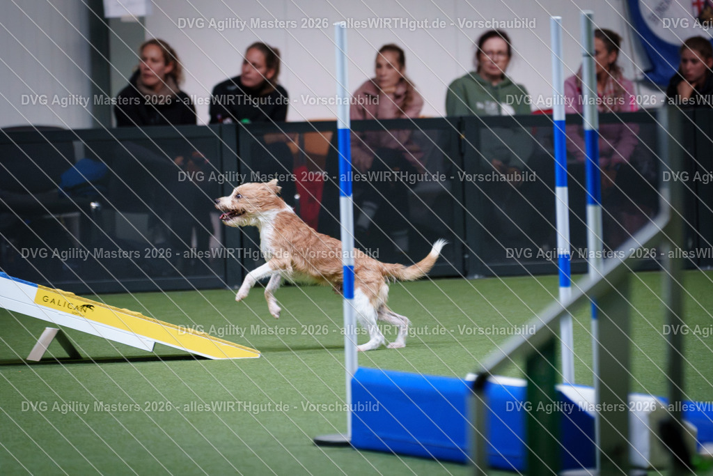 allesWIRTHgut_Tierfotografie-DVG_Agility_Masters_2026-15_05-7R506137 | Professionelle Tierfotografie in Mönchengladbach von Daniel Wirth (allesWIRTHgut). Liebevolle & natürliche Bilder von Hunden & Katzen für unvergessliche Erinnerungen.