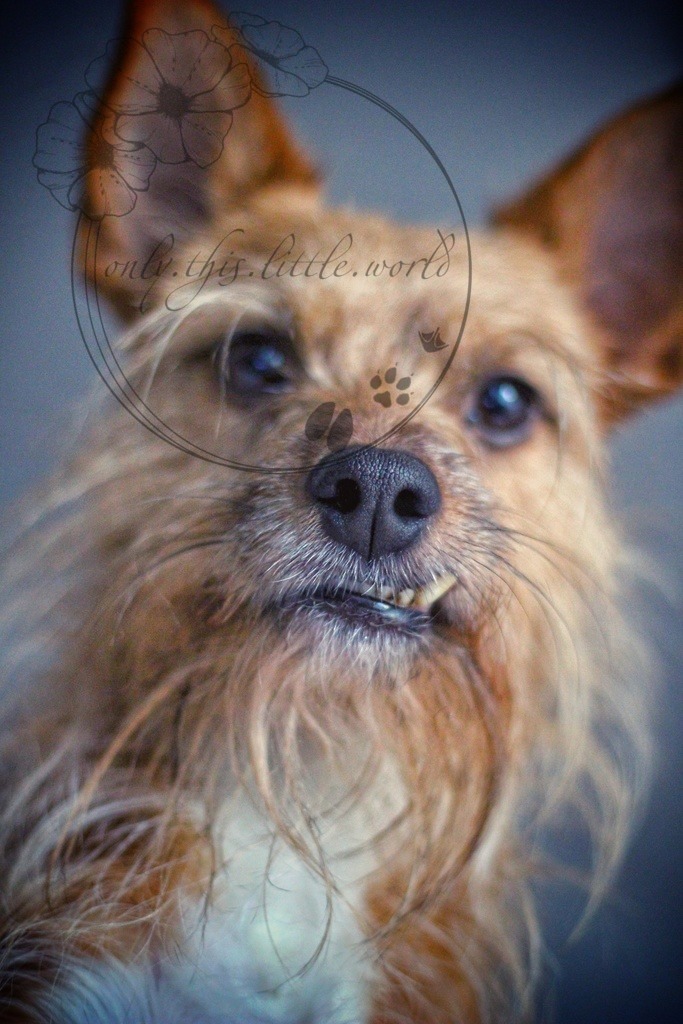 Podenco Portugues Mischling | only.this.little.world - Realisiert mit Pictrs.com