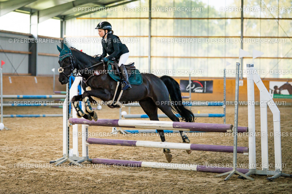 DSC00511 | Pferdegrafie