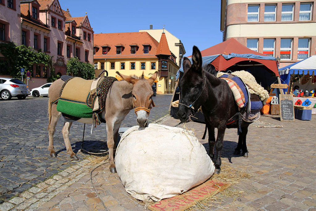 Grimma - Reformationsfest | Entdecke über 20 Kategorien Leipzig-Motive: Foto-Downloads, hochwertige Poster, Leinwand- & Fine-Art-Prints. Jetzt Lieblingsfoto im Bildlexikon Leipzig Shop bestellen!