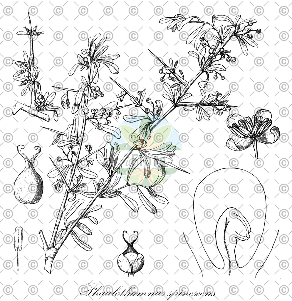 HistAbb_wfo-0000470247_2_ENZY_Simple | Historische Abbildung von Phaulothamnus spinescens - Achatocarpaceae | Historical Illustration of Phaulothamnus spinescens - Achatocarpaceae (putia)