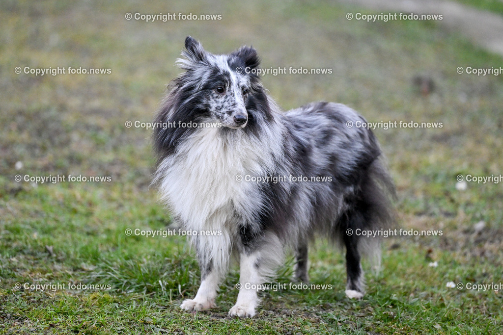 Hunde_ 26.12.2024-9 | 28.012.2024, Povazska Bystrica, SVK, Themenbild, Hunde, im Bild Dog, Hund, Hunde, Rasse, Wiese, laufen, spielen, Sheltie, Shetland Sheepdog, Huetehund, Wachhund, Rudel