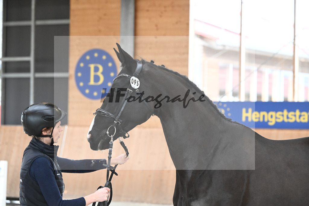 Kat-Nr. 95 Sansaro v. Sir Donnerhall_Hoffmann_7241681 | hf-fotografie - Realisiert mit Pictrs.com