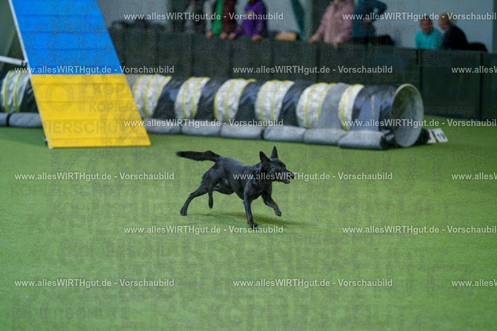 @allesWIRTHgut_Tierfotografie - www.allesWIRTHgut.de - 2604250811-7R505672 | Professionelle Tierfotografie in Mönchengladbach von Daniel Wirth (allesWIRTHgut). Liebevolle & natürliche Bilder von Hunden & Katzen für unvergessliche Erinnerungen.