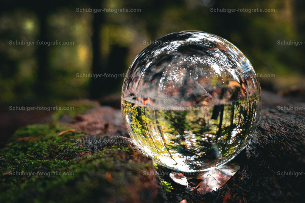 Tannen | Glaskugel gebetet auf Holz im Wald - Realisiert mit Pictrs.com