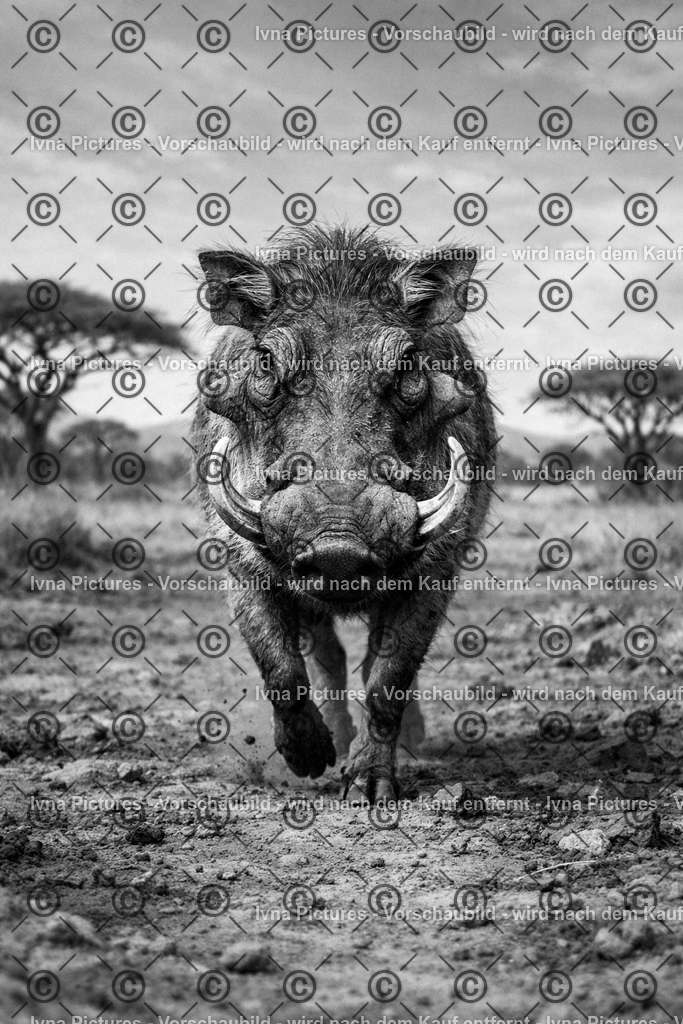 Warzenschwein des Savannensafari | Ivna Pictures - Realisiert mit Pictrs.com