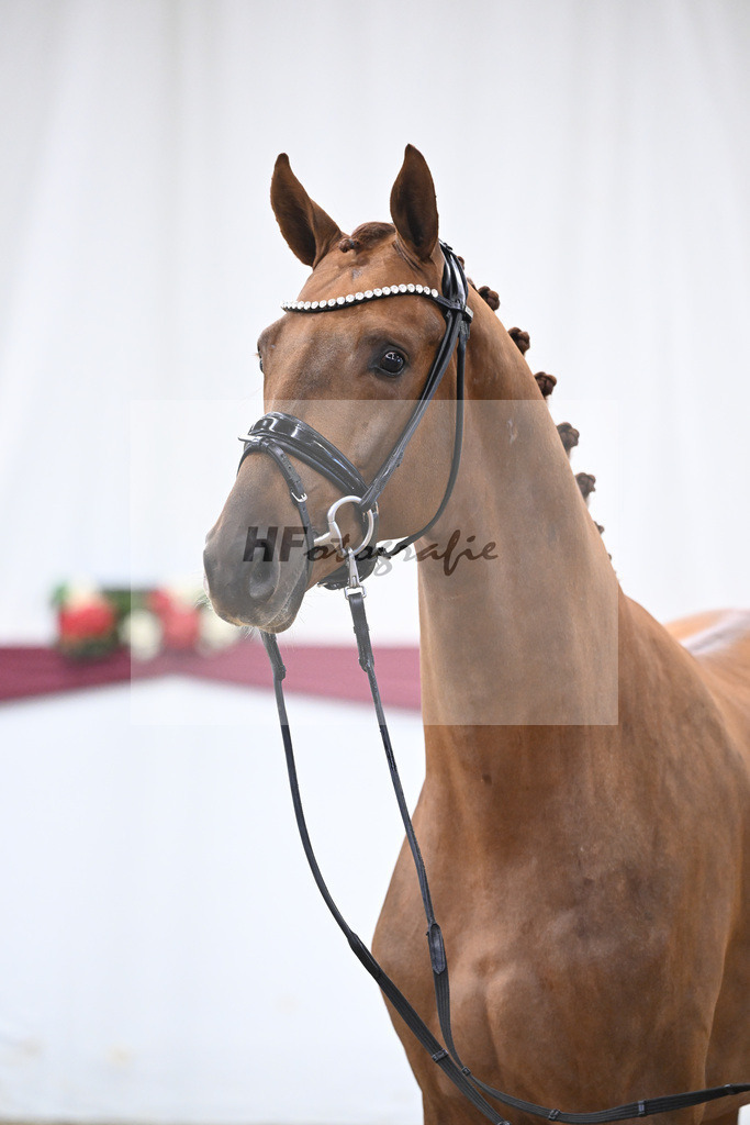 Kat-Nr. 62 Floricello x Zack_MH Pferdezucht u. -sport GmbH_47252353 | hf-fotografie - Realisiert mit Pictrs.com