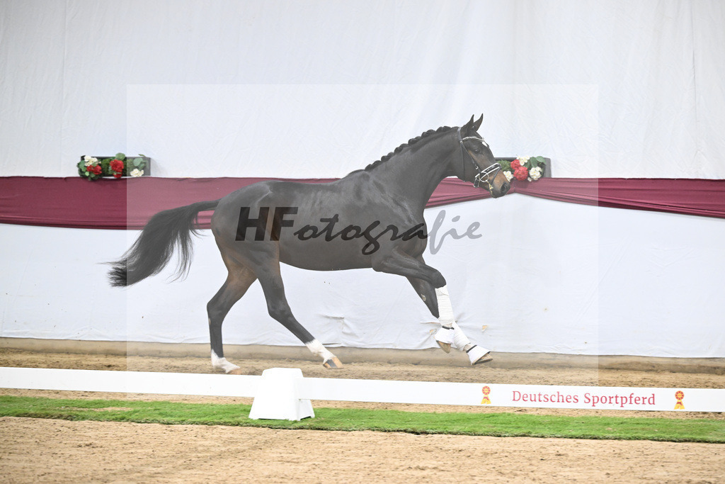 Kat-Nr. 127 Fair Deal x Sir Donnerhall I_Dr. Sarah Brendl_47254223 | hf-fotografie - Realisiert mit Pictrs.com