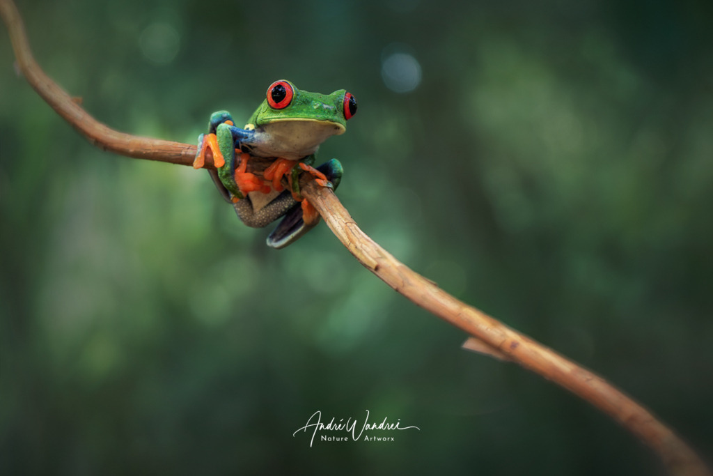 Der Kletterer | Andre Wandrei - Nature Artworx - Realisiert mit Pictrs.com