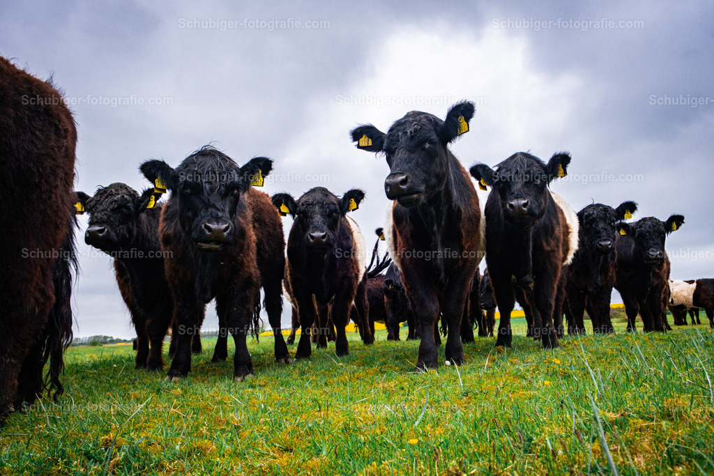 Rinderkühe | Rinderkühe in der Herde in Dänemark - Realisiert mit Pictrs.com