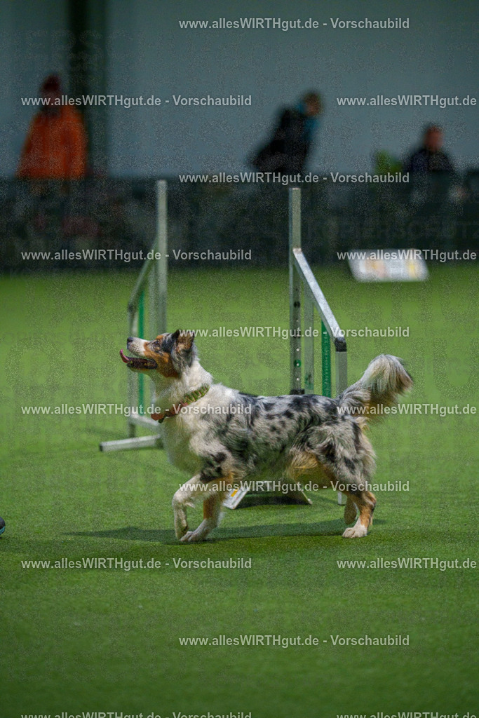 7R509595 | Professionelle Tierfotografie in Mönchengladbach von Daniel Wirth (allesWIRTHgut). Liebevolle & natürliche Bilder von Hunden & Katzen für unvergessliche Erinnerungen.