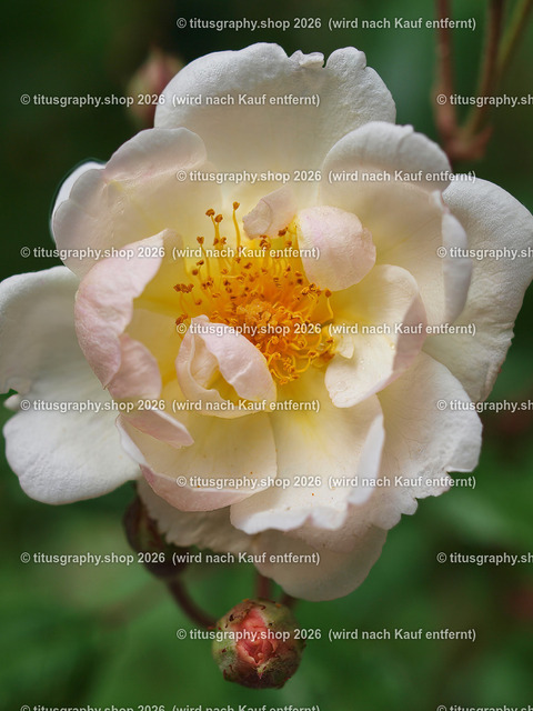 P6080226-titusgraphy-vz | Fotokunstarbeit aus der INSTAGRAM-Gallerie auf titusgraphy.eu - Realisiert mit Pictrs.com