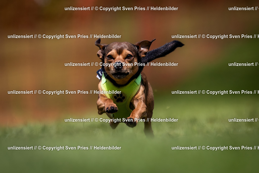 Sven Pries | 2024-04-21 - Hunderennen Baden-Oos
Foto: Sven Pries - Realisiert mit Pictrs.com