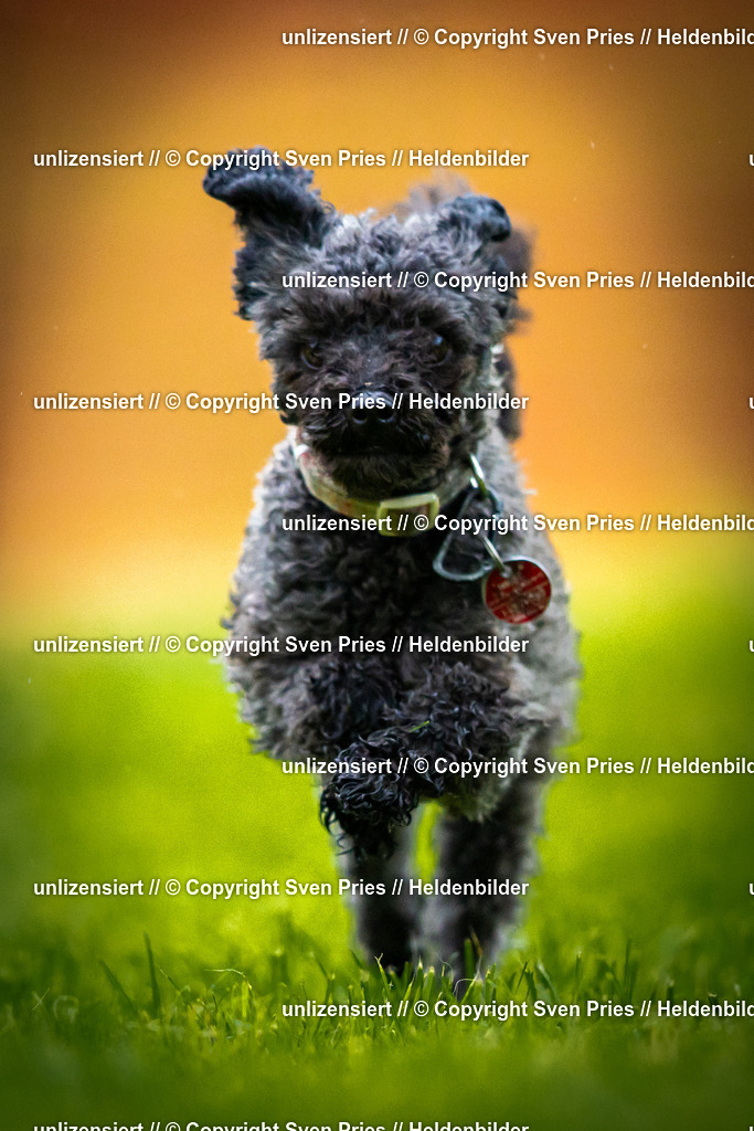 Sven Pries | 2025-09-21 - Hunderennen Baden-Oos - Realisiert mit Pictrs.com