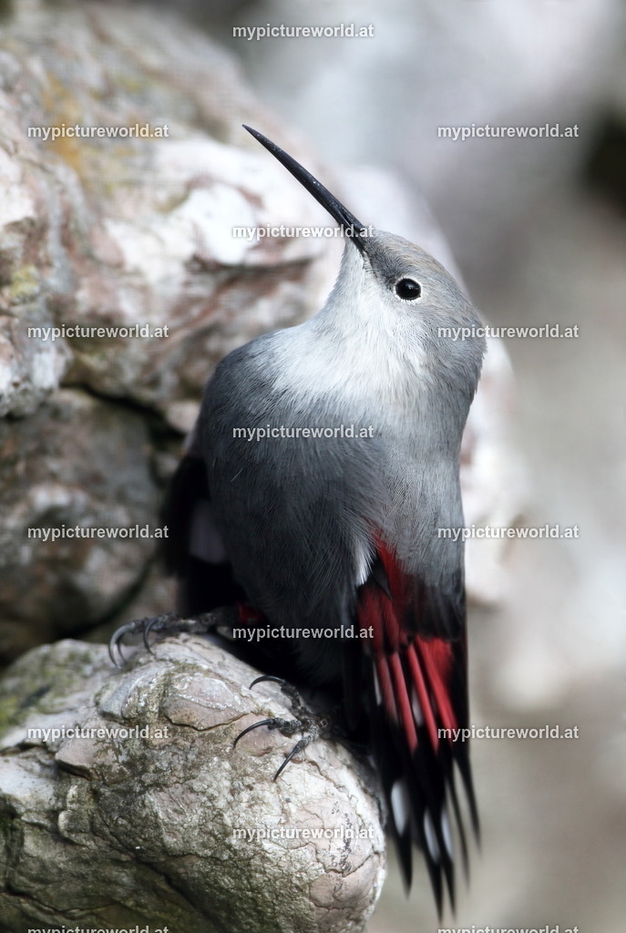Mauerläufer-014 | Das Bilderarchiv über Tiere, Planzen und Landschaften. In der Bilddatenbank finden Sie ein große Auswahl an hochwertigen Bilder für Ihre Werbung - Realized with Pictrs.com