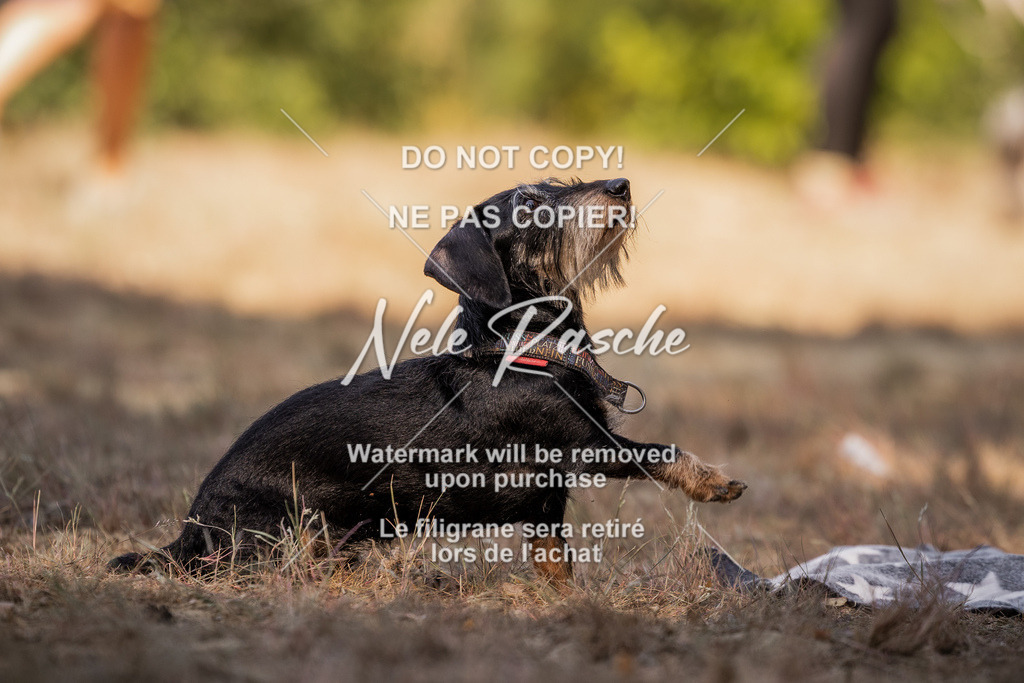 nelerasche_soDD2_04 | nelerasche