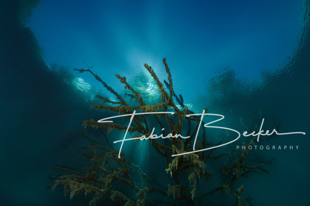 Lichtspiele | Einzigartige Wandbilder von faszinierenden Unterwasserwelten. Exklusive Kunst für Empfangsbereiche, Wohnraum oder Wartezimmer. - Realisiert mit Pictrs.com