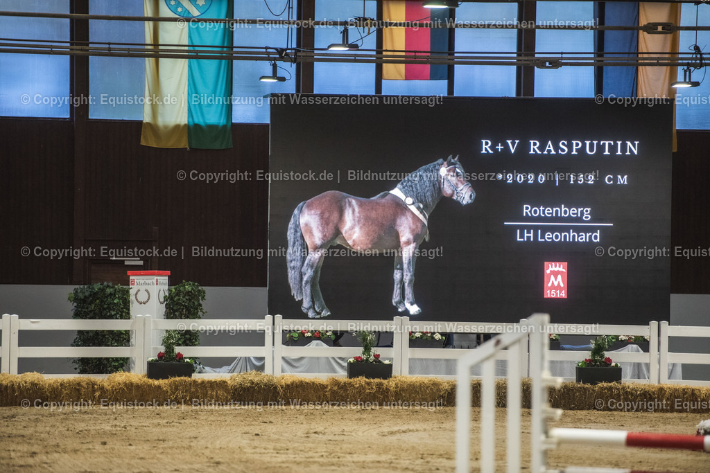 20240302_Hengstvorstellung_Marbach_TOMsPiC_0268 | equistock