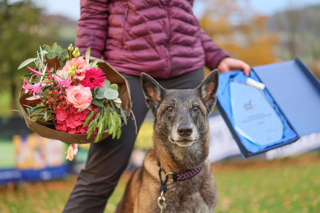 2025_Rally_Obedience_SM-294 | Ich fotografiere Hundeausstellungen, Sportanlässe, Zuchtstätten, Hundezucht, Hundeportrait, Lagotto - Realisiert mit Pictrs.com