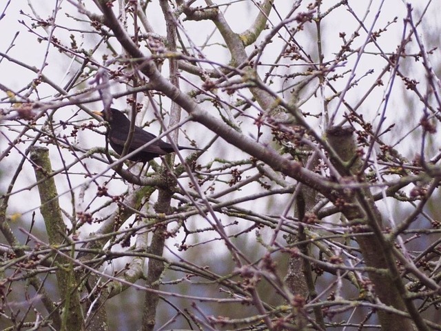 Amsel im Baum mit Knospen_VSB | Verkauf von Fotos und  Videoclips zumThema Natur.Motive sind Pflanzen, Tiere, Landschaftenund Wetter - Realisiert mit Pictrs.com