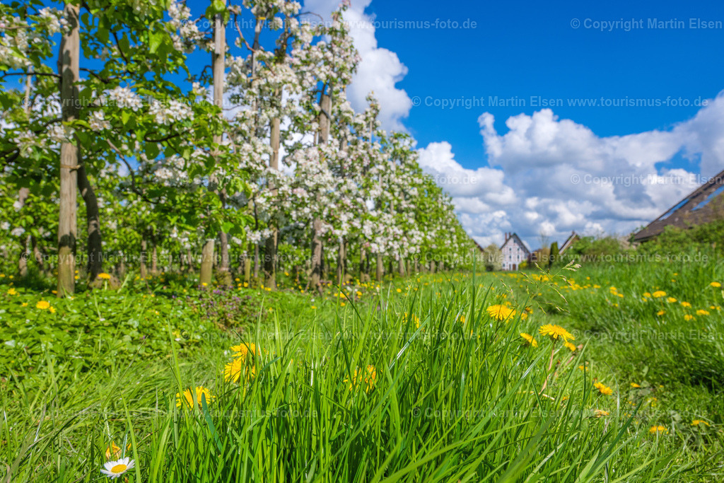 Jork Obst Blüte Fachwerk_ELS_2745170424 | Fotos aus den Touristenorten aus Norddeutschland. - Realisiert mit Pictrs.com