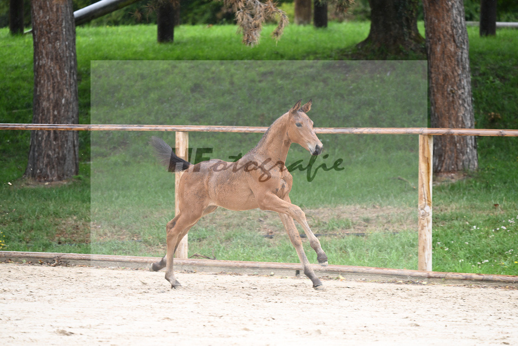 Kat-Nr. 28 HF Franklin_Schneider_25230297 | hf-fotografie - Realizzato con Pictrs.com